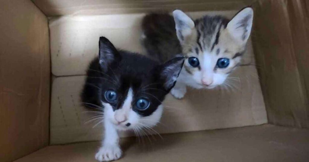 Investigação da BBC Revela Grupos Online de Tortura de Gatos em Expansão Imagem do artigo