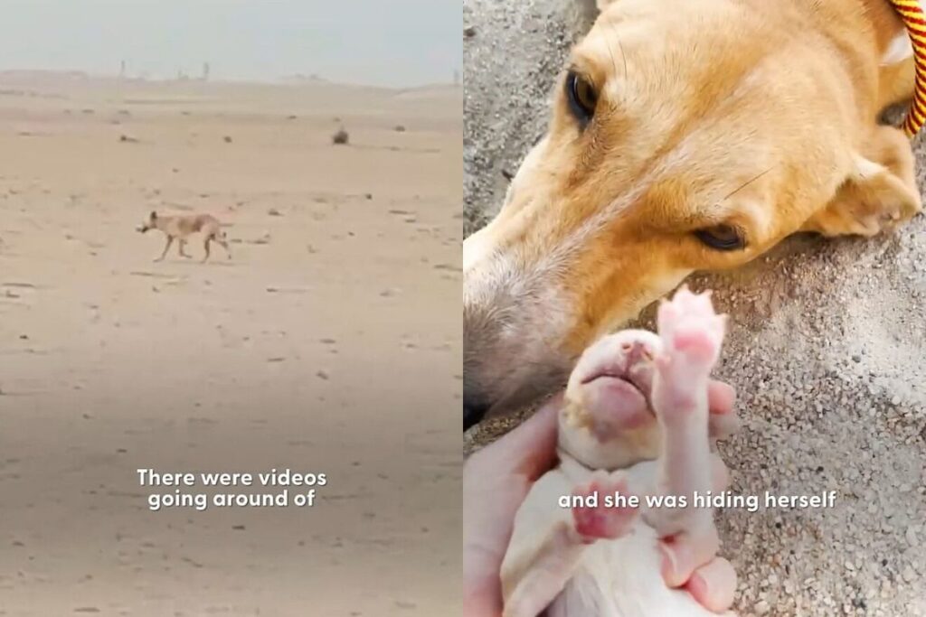Cadela Heroína Encontra Abrigo no Deserto para Proteger Seus Filhotes Imagem do artigo