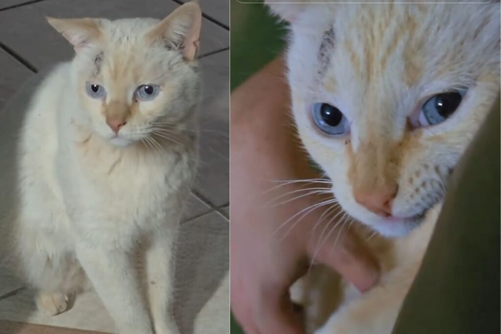 Influenciador Descobre Que Gato Tem Quatro Famílias e Viraliza na Internet Imagem do artigo