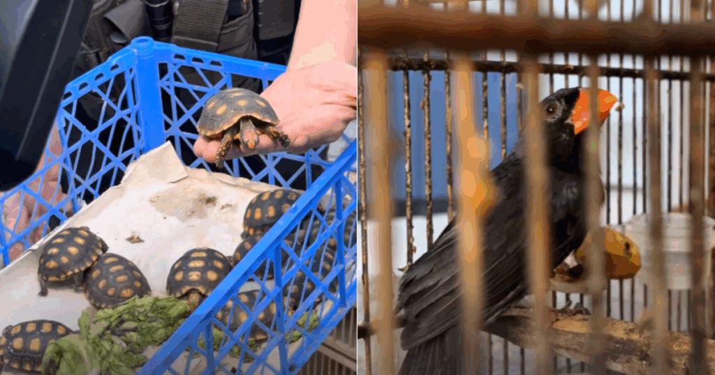 Maior Operação contra Tráfico de Animais Silvestres: 32 Prisões e Resgate de 600 Espécies Imagem do artigo