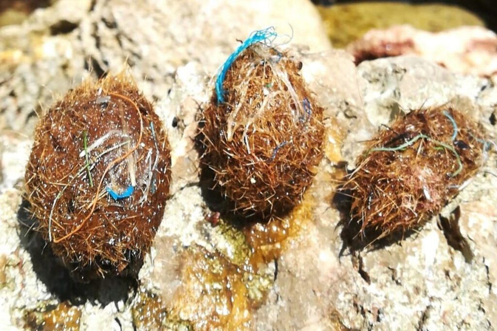 Bolas de Netuno: A Inovadora Defesa Marinha Contra Microplásticos Imagem do artigo