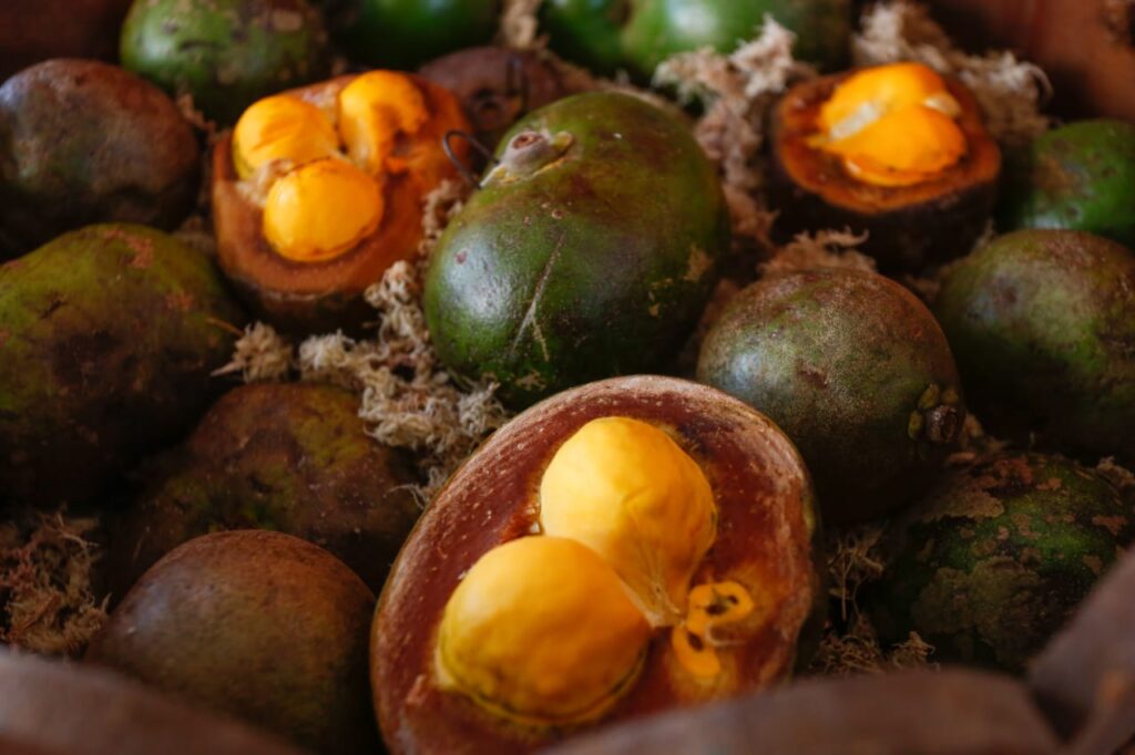 Pequi: o “ouro do Cerrado” e seus benefícios para rins, coração e fígado Imagem do artigo