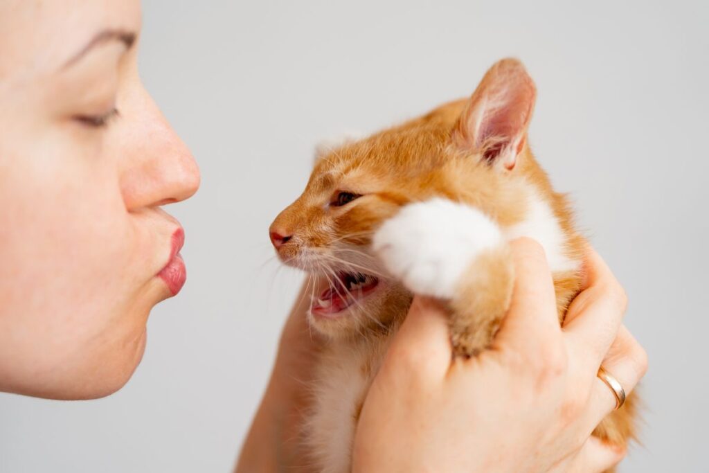 Gatos Sentem a Energia das Pessoas? Entenda a Resposta de Especialista Imagem do artigo