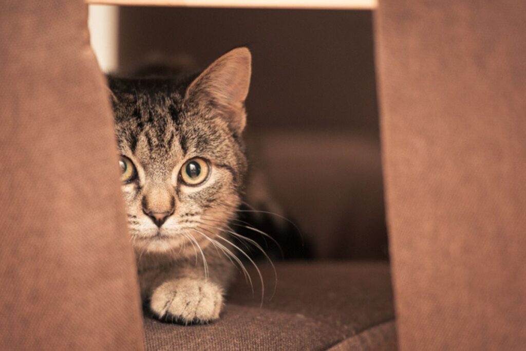 Como os Gatos se Comunicaram? Descubra os Sinais e Seus Significados Imagem do artigo