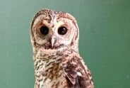 Bactérias Resistentes a Antibióticos Encontradas em Aves Silvestres: Um Alerta Necessário Imagem do artigo