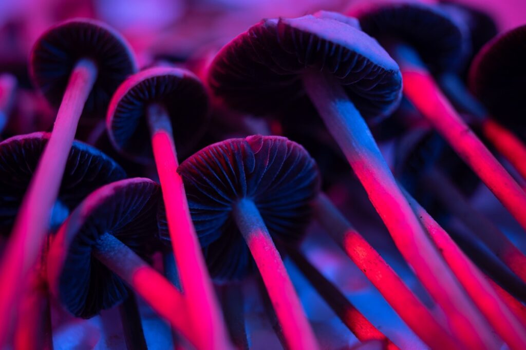 Morte de Universitário Liga Caso a Bando dos ‘Cogumelos Mágicos’ Imagem do artigo