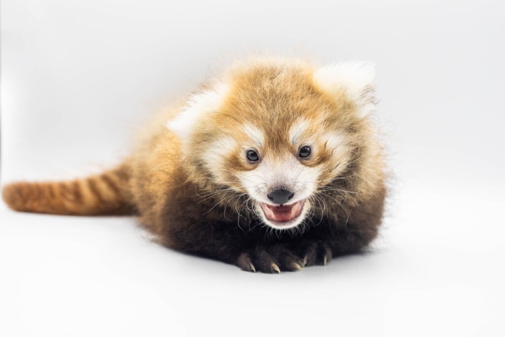 Nascença de Panda-Vermelho: Esperança para a Espécie em Extinção Imagem do artigo