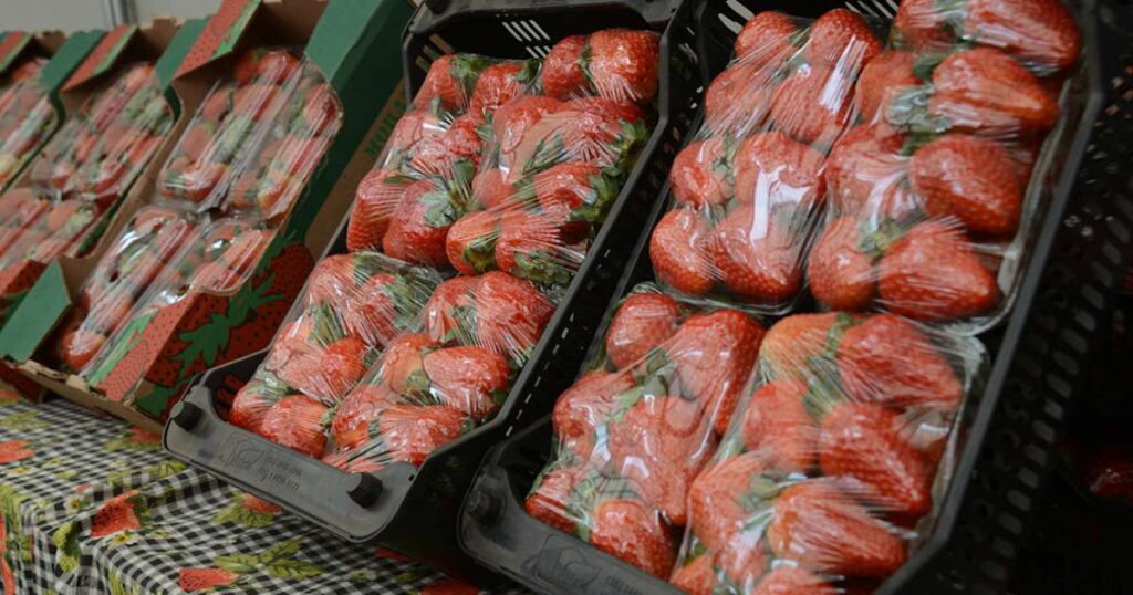 Atibaia: A Capital dos Morangos com Produção de Alta Qualidade Imagem do artigo