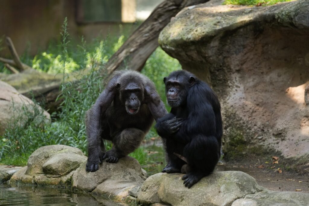 Chimpanzés: Consumo Diário de Álcool Equivalente a uma Cerveja em Estudo Recente Imagem do artigo