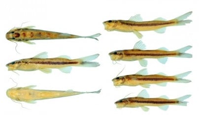 Descoberta de Nova Espécie de Peixe na Bacia do Rio Xingu Chama Atenção Imagem do artigo