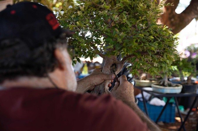 Encontro Inédito de Bonsai em Brasília Une Cultivadores da Região Imagem do artigo
