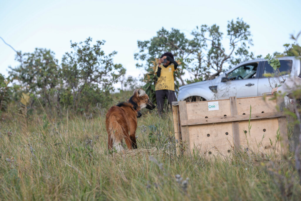 Avanços na Preservação: Brasília Ambiental Promove Ações em Favor do Cerrado em 2025