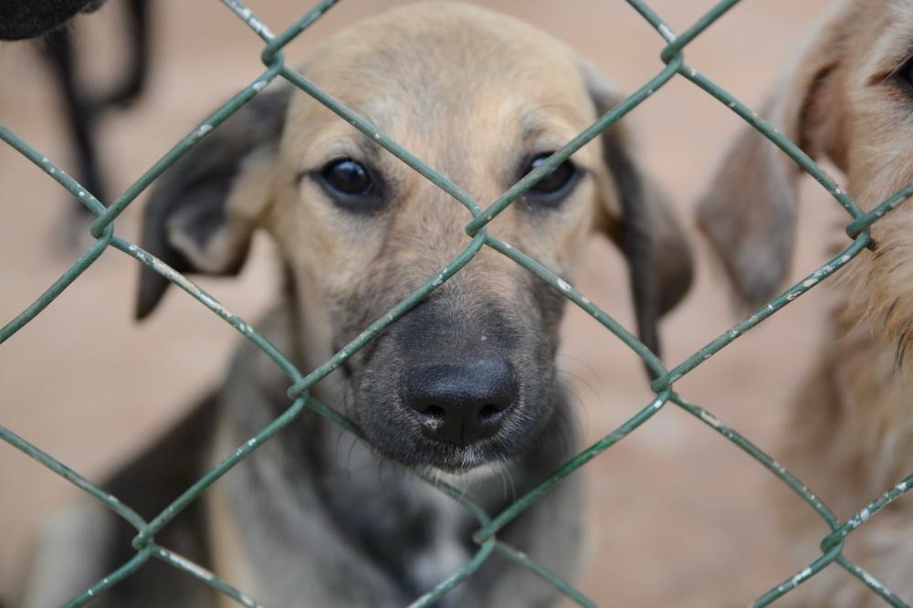 Fogos de Artifício de Baixo Estampido no DF: Proteção para Animais e Segurança Pública Fogos de Artifício de Baixo Estampido no DF: Proteção para Animais e Segurança Pública
