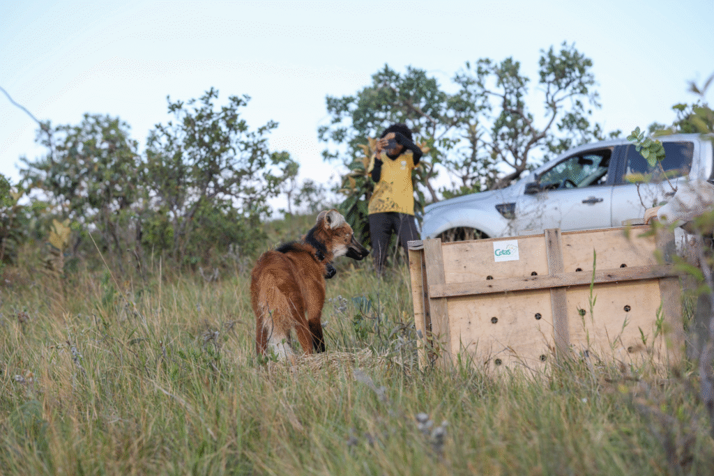 Preservação do Cerrado: Avanços e Iniciativas do Brasília Ambiental em 2025