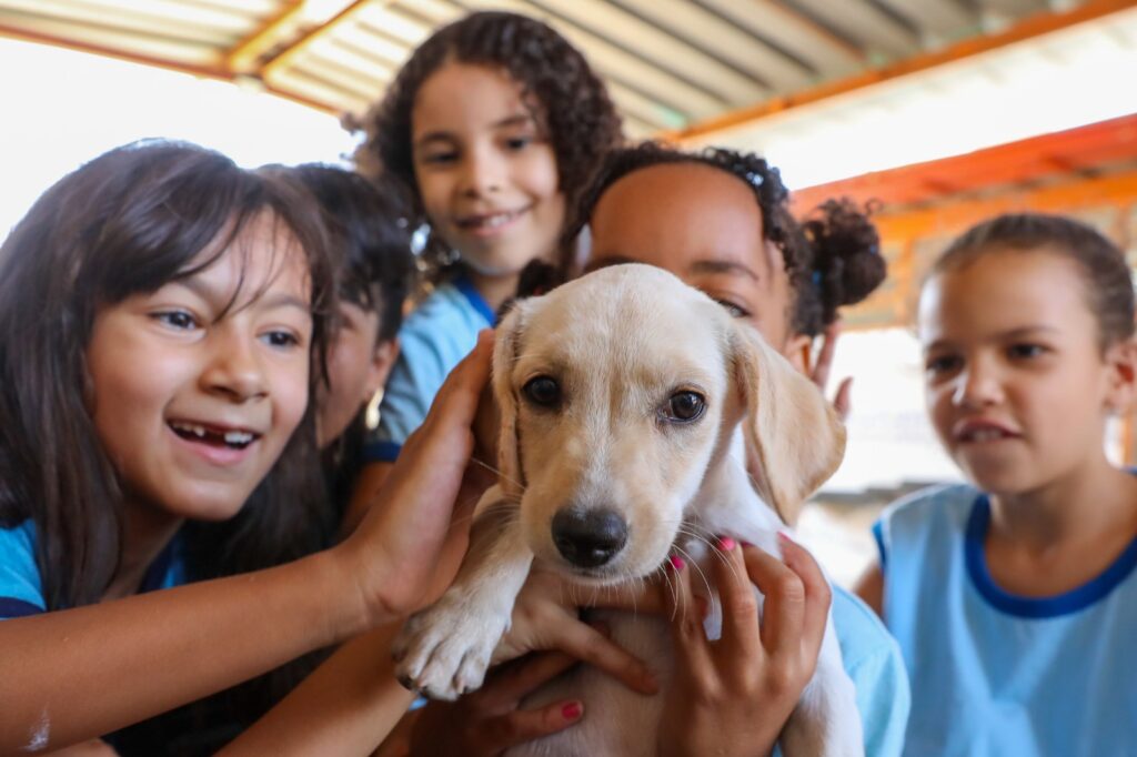 Secretaria de Proteção Animal do DF: Avanços e Inovações no Cuidado a Cães e Gatos Secretaria de Proteção Animal do DF: Avanços e Inovações no Cuidado a Cães e Gatos