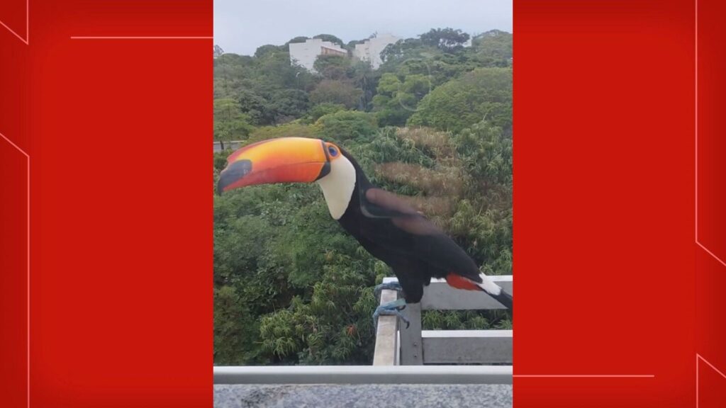 Tucano Encanta Moradores de Brasília Ao Pousar em Janela de Prédio; Assista ao Vídeo Tucano Encanta Moradores de Brasília Ao Pousar em Janela de Prédio; Assista ao Vídeo
