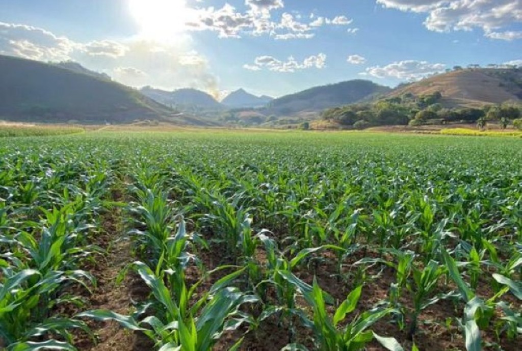 Avanço do Plantio da Segunda Safra de Milho no Brasil: 0,8% Plantado e Colheita de Verão Chega a 4,4% Avanço do Plantio da Segunda Safra de Milho no Brasil: 0,8% Plantado e Colheita de Verão Chega a 4,4