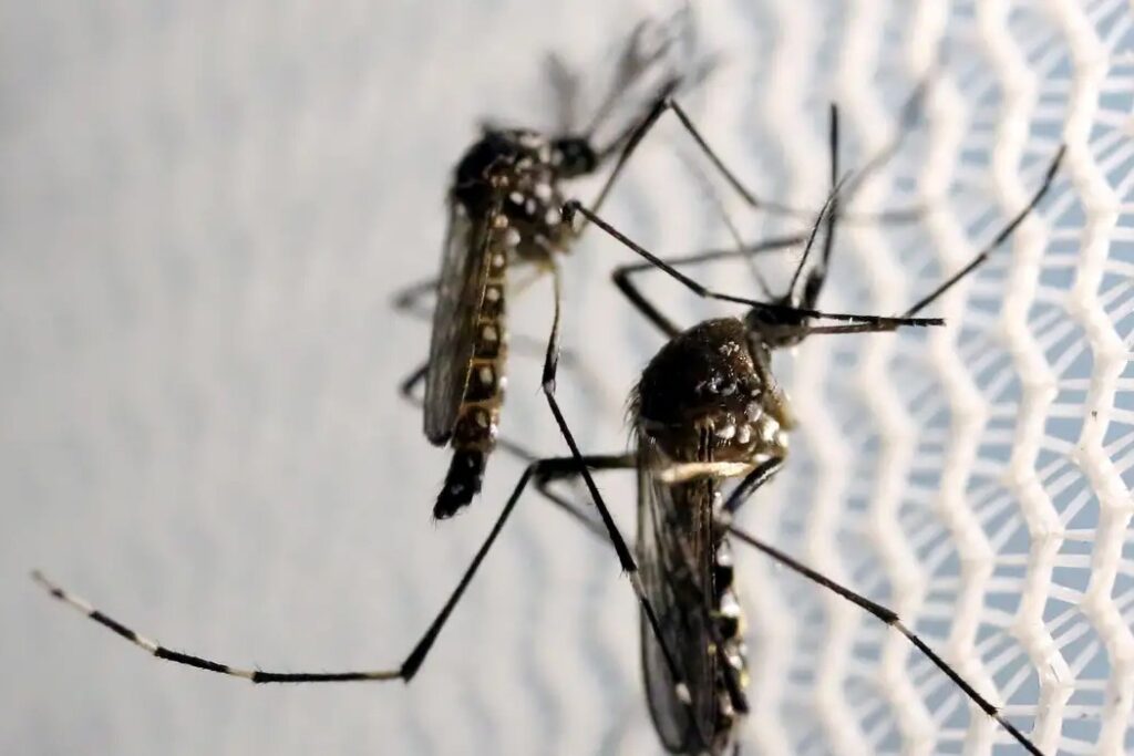 Queda Histórica: 96% Menos Casos de Dengue no Distrito Federal em 2025