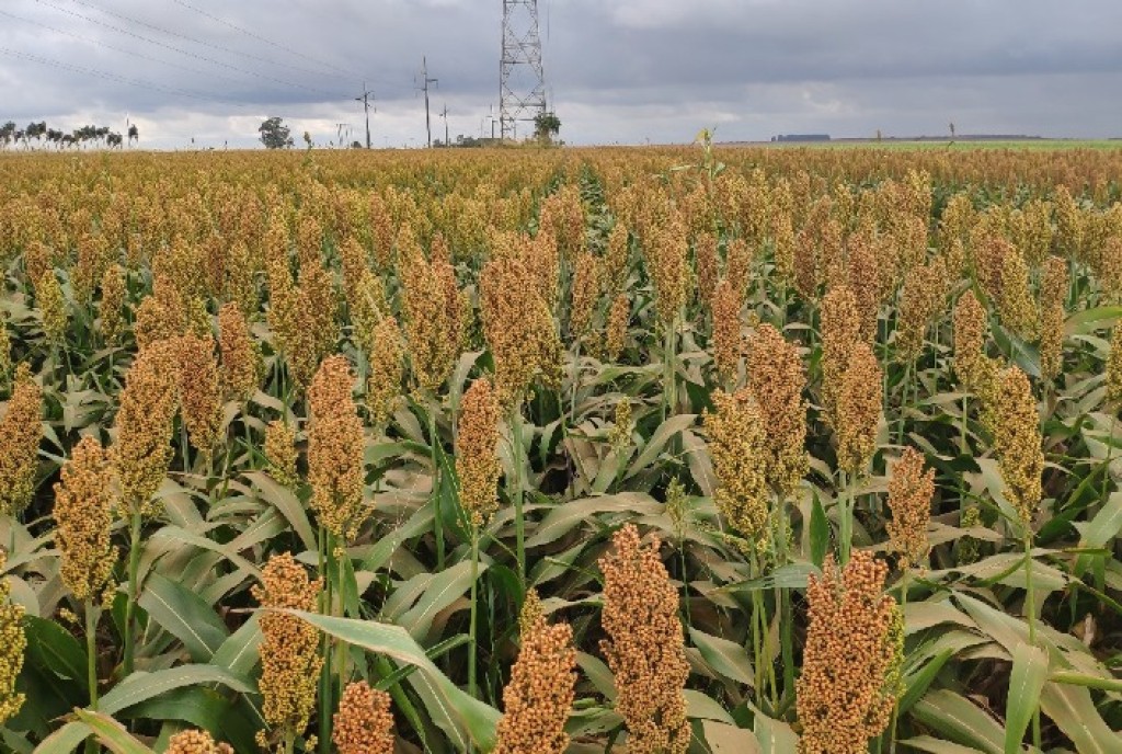 Corteva Lança Tecnologia Protector® para Sorgo com Tolerância ao Pulgão-Amarelo no Brasil Corteva Lança Tecnologia Protector® para Sorgo com Tolerância ao Pulgão-Amarelo no Brasil