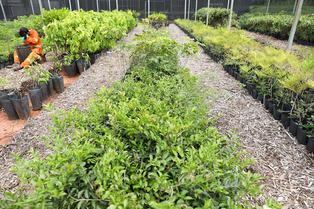 Distrito Federal Atinge Marca de 218 Mil Árvores Plantadas e Aumenta Meta até 2027