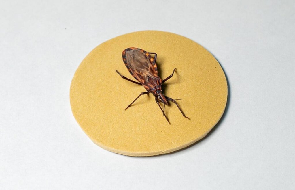 Doença de Chagas: 90% dos pacientes com marcapasso em Brasília têm a enfermidade Doença de Chagas: 90% dos pacientes com marcapasso em Brasília têm a enfermidade