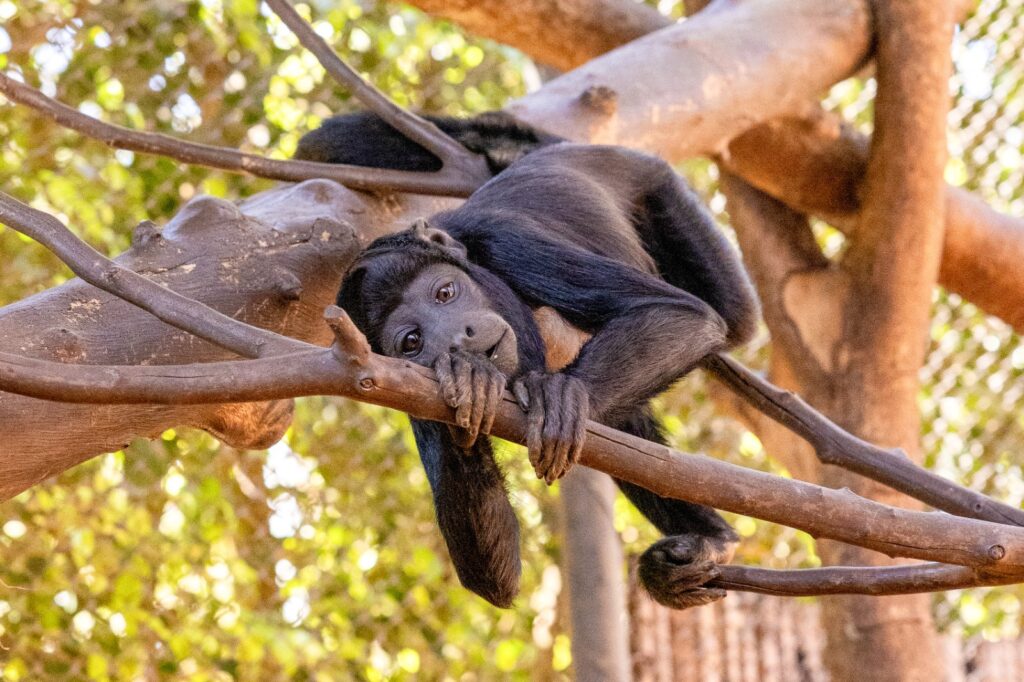 Experiência Animal: Exposição Imersiva no Zoológico de Brasília a Partir de 11 de Fevereiro Experiência Animal: Exposição Imersiva no Zoológico de Brasília a Partir de 11 de Fevereiro