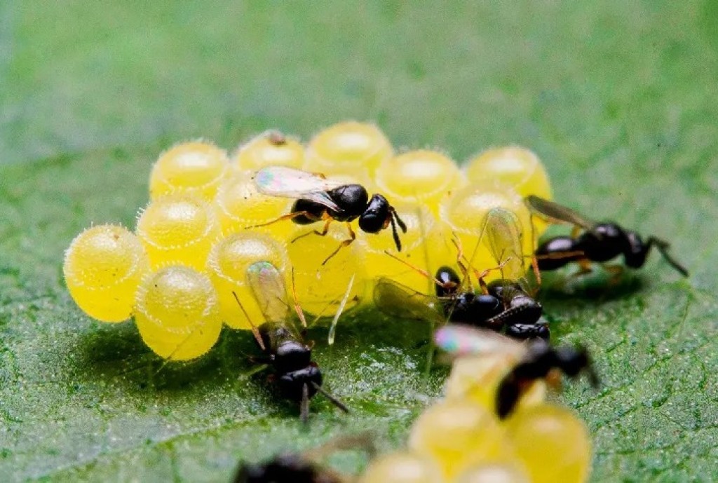 Mercado de Biodefensivos no Brasil: Crescimento e Sustentabilidade na Agricultura Mercado de Biodefensivos no Brasil: Crescimento e Sustentabilidade na Agricultura