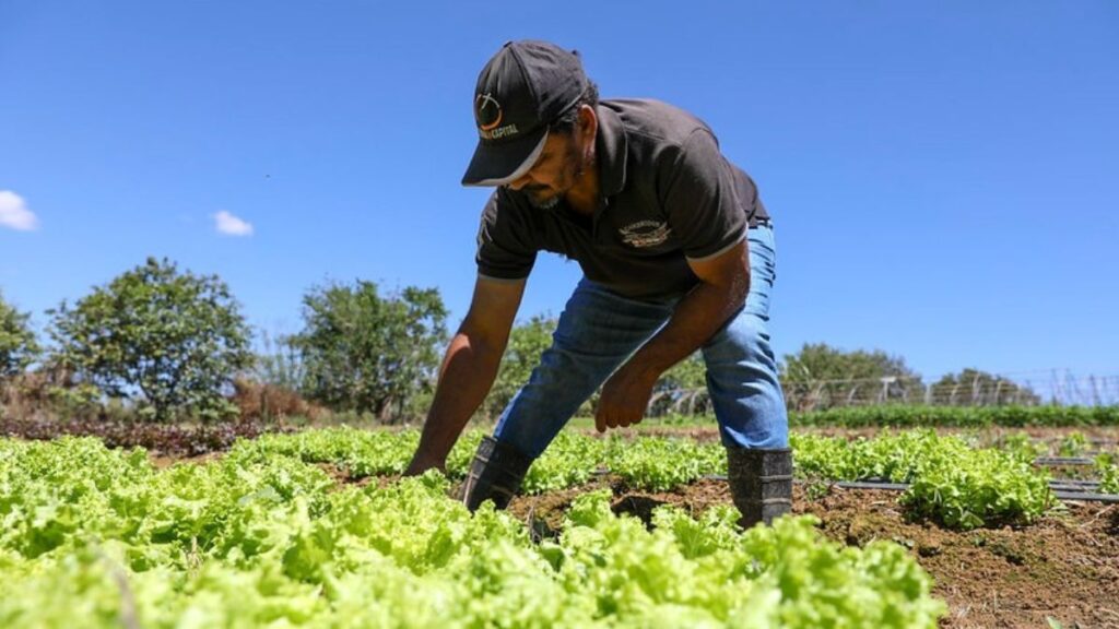 Perfil da População Rural do Distrito Federal: Uma Nova Pesquisa Reveladora Perfil da População Rural do Distrito Federal: Uma Nova Pesquisa Reveladora