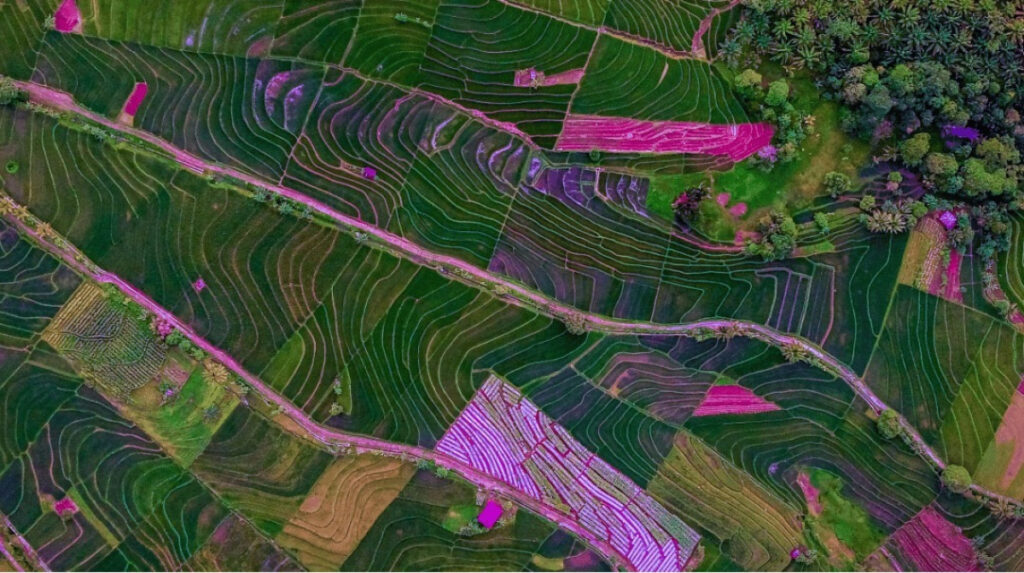 Como a Tecnologia Pública Impulsiona o Agronegócio e a Preservação Patrimonial no Brasil Como a Tecnologia Pública Impulsiona o Agronegócio e a Preservação Patrimonial no Brasil