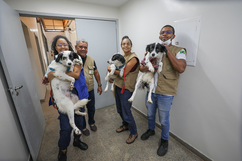 GDF Avança na Proteção Animal com Secretaria Especializada GDF Avança na Proteção Animal com Secretaria Especializada