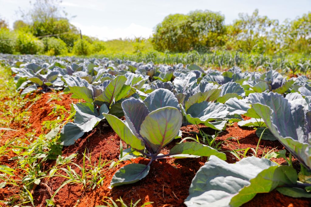 Comitê da SES-DF Intensifica Vigilância Sobre Agrotóxicos no Distrito Federal