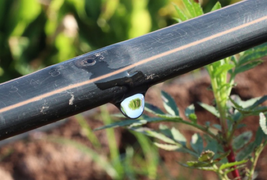 Irrigação por Gotejamento Acessível Aumenta a Produtividade da Agricultura Familiar no Brasil Irrigação por Gotejamento Acessível Aumenta a Produtividade da Agricultura Familiar no Brasil