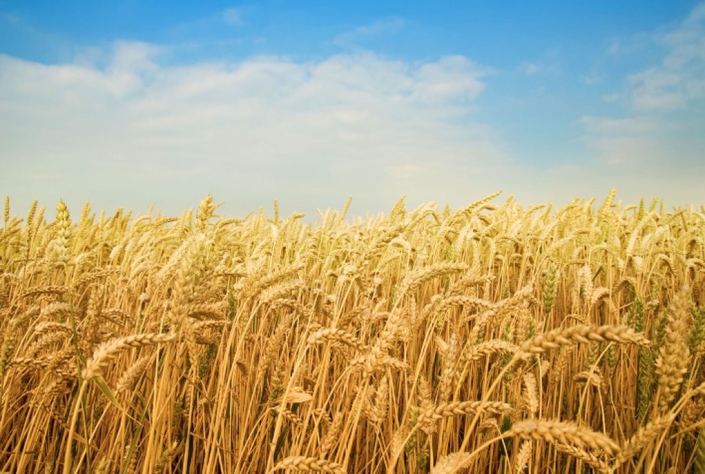 Mercado de Trigo no Brasil: Alta Sustentada por Oferta Limitada e Aumento nas Importações Mercado de Trigo no Brasil: Alta Sustentada por Oferta Limitada e Aumento nas Importações
