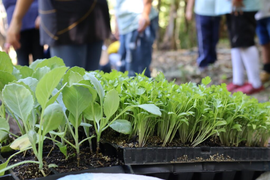 Projeto Escolas de Arte do Cerrado: Educação Ambiental e Cultura em Foco Projeto Escolas de Arte do Cerrado: Educação Ambiental e Cultura em Foco