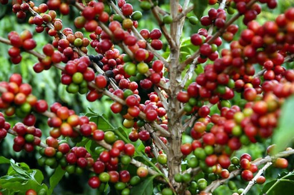 Agronegócio Capixaba em Alta: A Importância da Segurança Jurídica