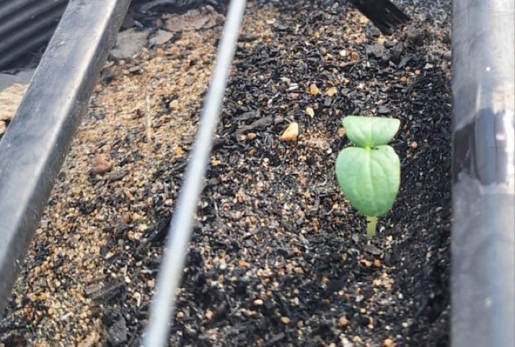 Semi-hidroponia: A Revolução Sustentável na Agricultura Brasileira Semi-hidroponia: A Revolução Sustentável na Agricultura Brasileira