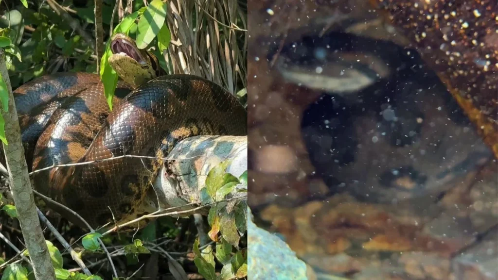 Vídeo impressionante de sucuri gigante em rio de Bonito chama atenção Vídeo impressionante de sucuri gigante em rio de Bonito chama atenção