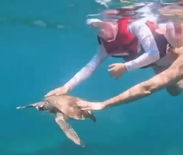 Entenda as Proibições de Tocar em Animais Marinhos em Áreas de Turismo Imagem do artigo