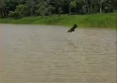 Gavião-belo: O Parceiro Surpreendente dos Pescadores no Amazonas Gavião-belo: O Parceiro Surpreendente dos Pescadores no Amazonas