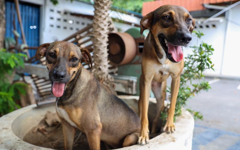 Prefeitura de Manaus Inicia Inscrições para o Programa ‘Ração do Meu Pet’ Prefeitura de Manaus Inicia Inscrições para o Programa ‘Ração do Meu Pet’