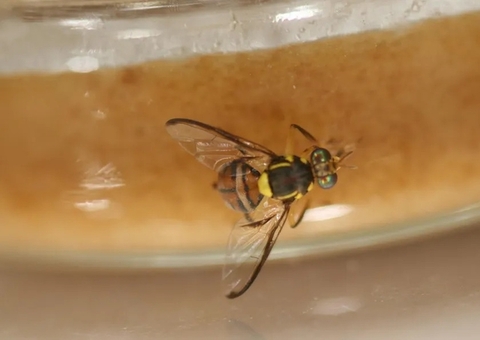 Quarentena em Manaus, Itacoatiara e Rio Preto da Eva: Medidas contra a Mosca-da-Carambola Quarentena em Manaus, Itacoatiara e Rio Preto da Eva: Medidas contra a Mosca-da-Carambola