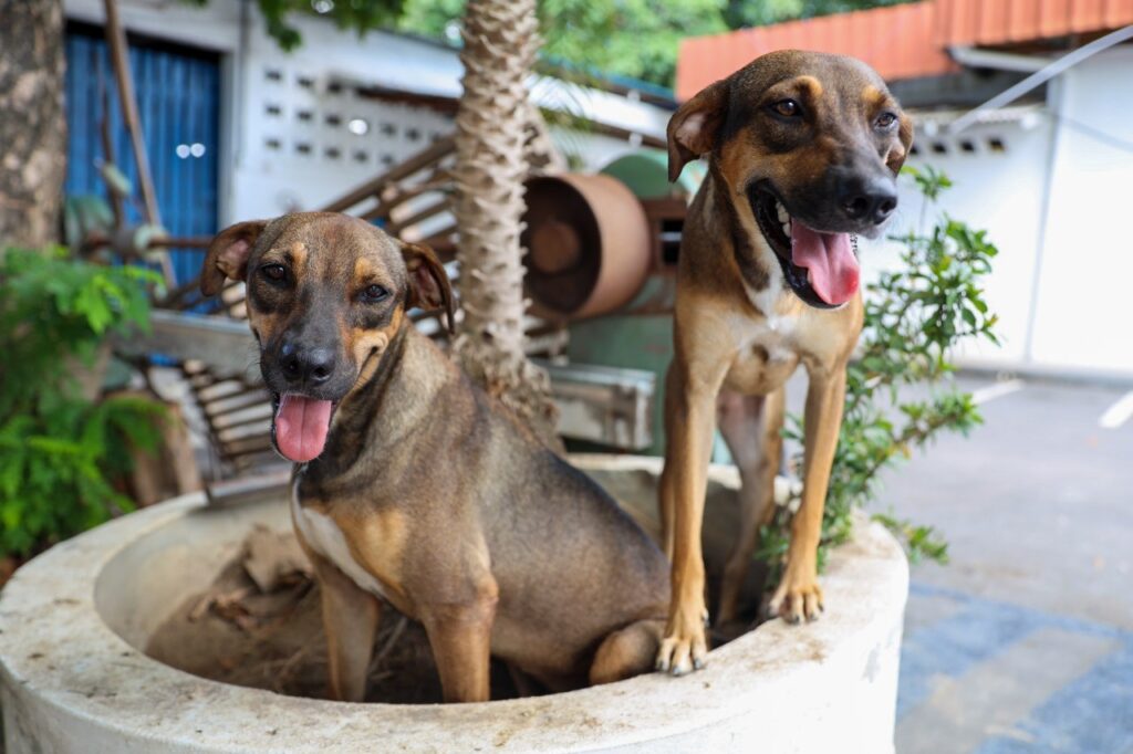 Ração Gratuita para Pets: Inscrições Abertas em Manaus