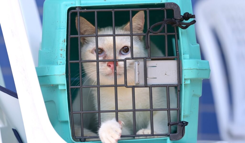 Castração Gratuita de Animais em Manaus: Inscrições Abertas nos Dias 29 e 30 de Janeiro