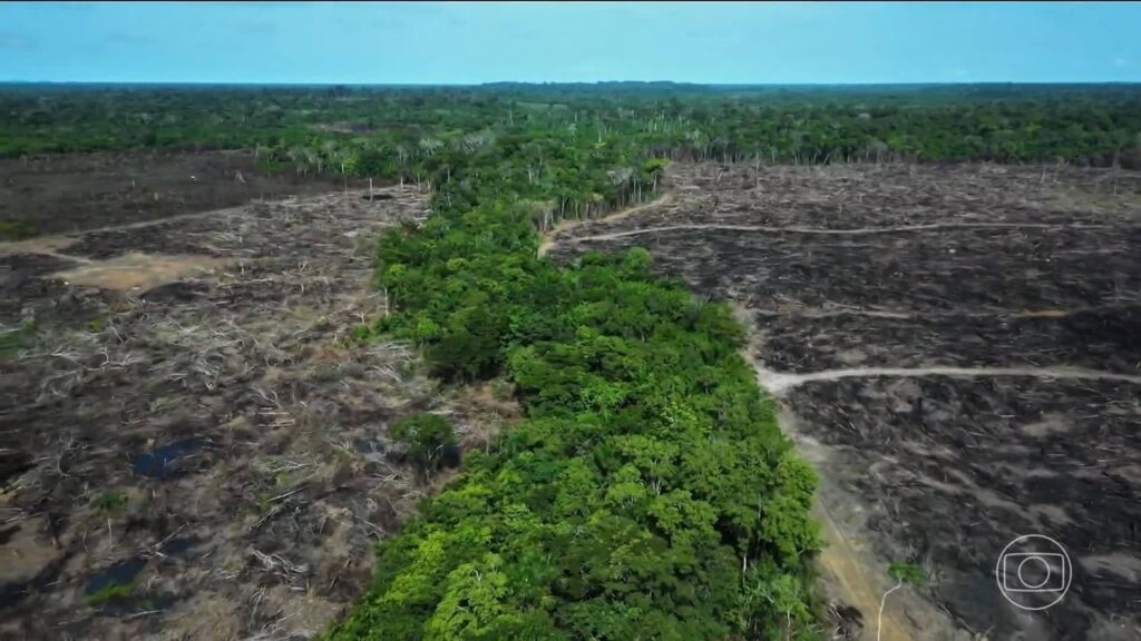 Exploração de Madeira no Amazonas: Estado é o 2º Maior do Brasil, Revela Estudo