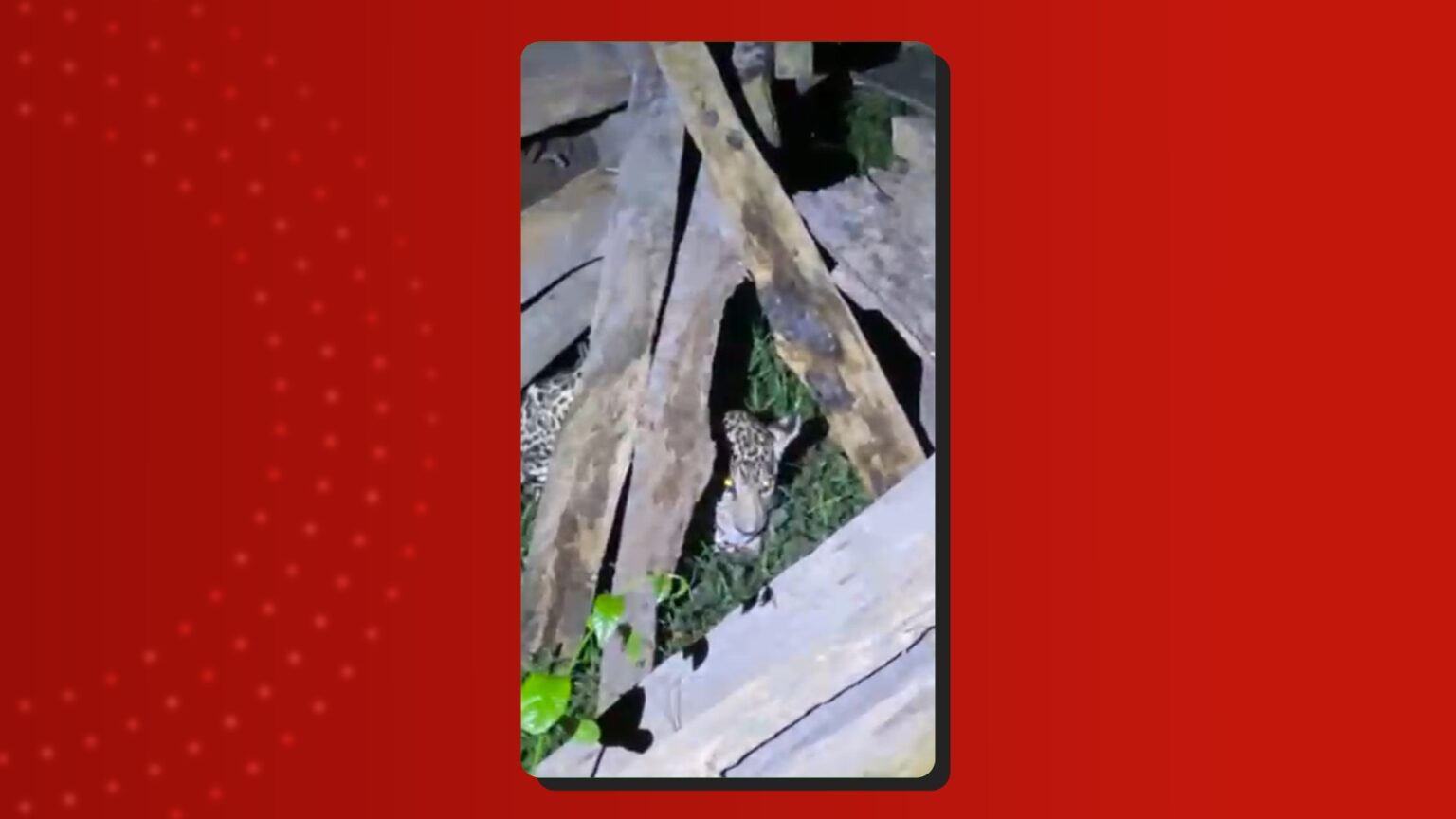 Filhote de onça-pintada encontrado em comunidade no interior do Amazonas Filhote de onça-pintada encontrado em comunidade no interior do Amazonas