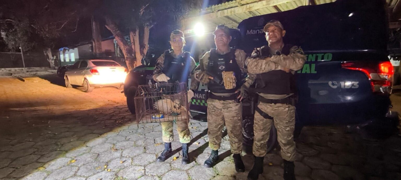 Gavião Real Resgatado com Sucesso em Manaus: Um Ato de Proteção à Fauna Gavião Real Resgatado com Sucesso em Manaus: Um Ato de Proteção à Fauna