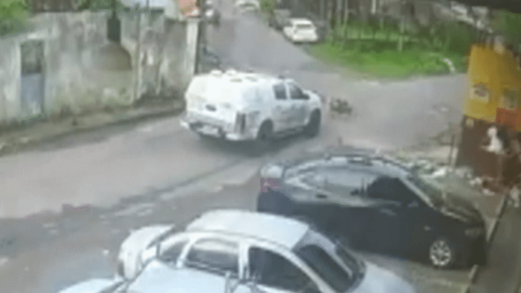 Afastamento de Policiais após Atropelamento de Cães em Manaus Afastamento de Policiais após Atropelamento de Cães em Manaus