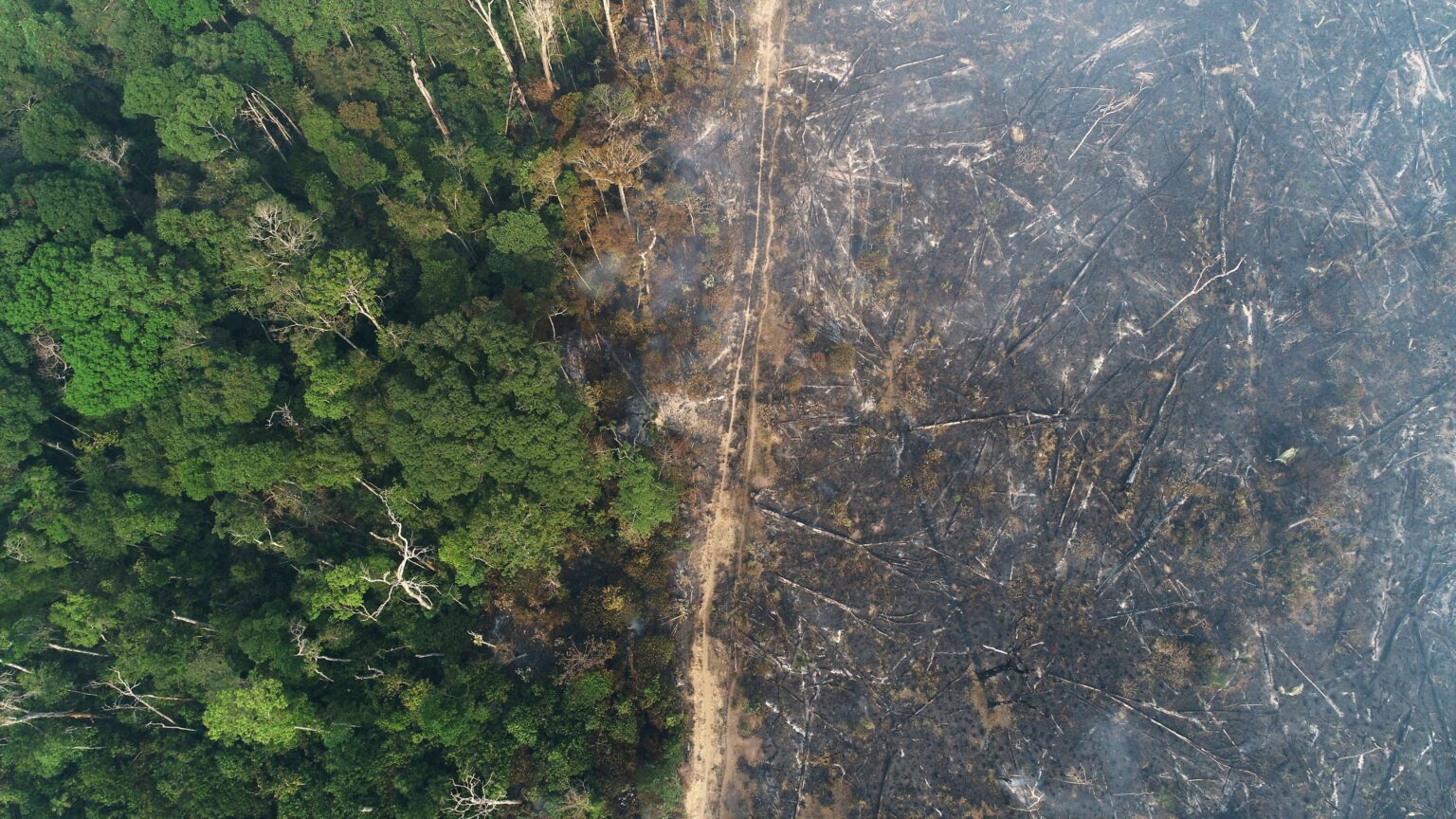 Desmatamento no Amazonas: 18% das áreas em risco até 2026, revela PrevisIA