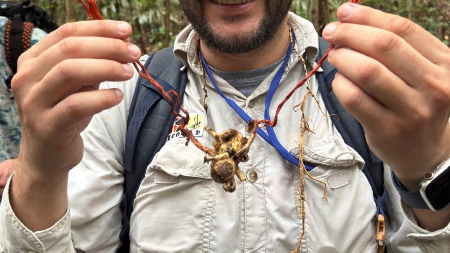 Fungo ‘zumbi’ no Brasil: Entenda o fenômeno que viralizou nas redes sociais Fungo 'zumbi' no Brasil: Entenda o fenômeno que viralizou nas redes sociais