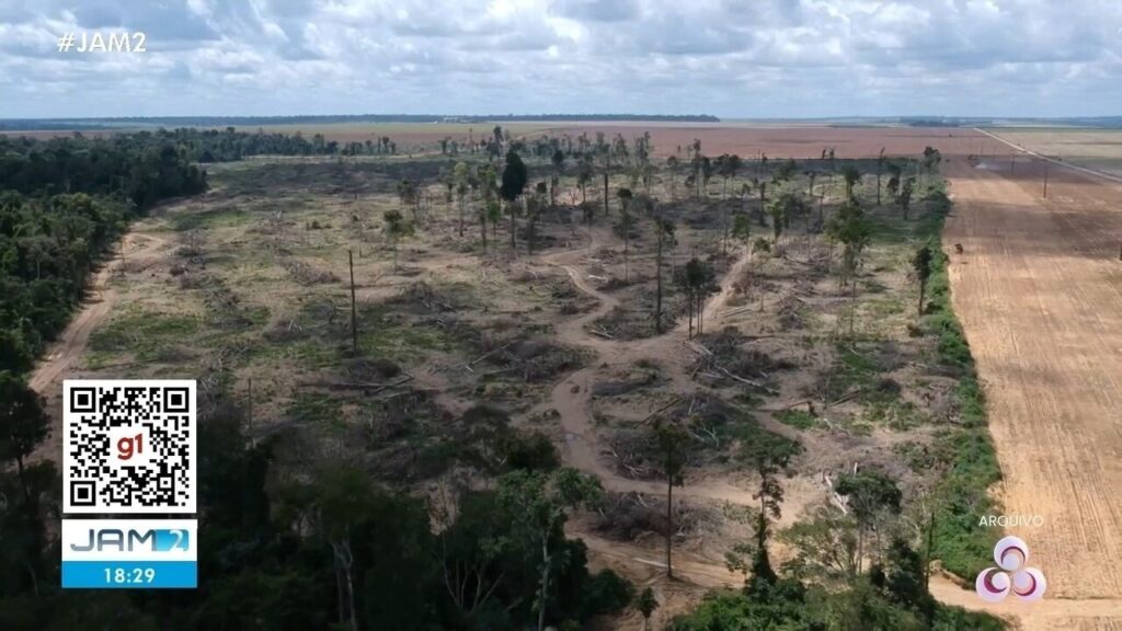Desmatamento no Amazonas: Queda de 32% em 2025, mas Estado ainda ocupa a segunda posição na Amazônia